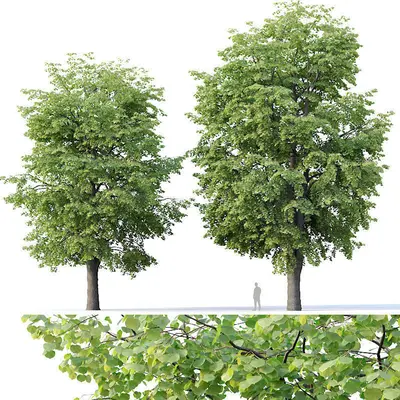 Modern Broadleaf Tree