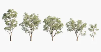 Modern Broadleaf Tree