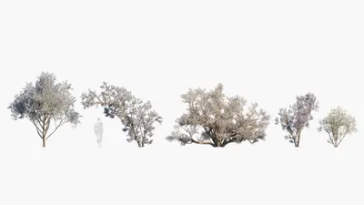 Modern Broadleaf Tree