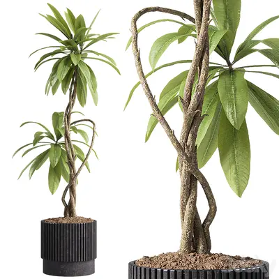 Modern Potted Plant