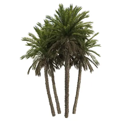 Modern Coniferous Tree