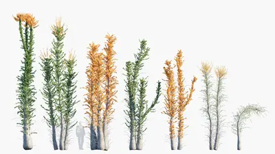 Modern Coniferous Tree