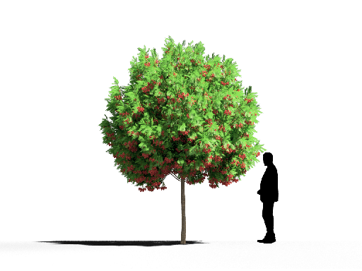 Modern Coniferous Tree