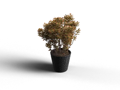 Modern Potted Plant