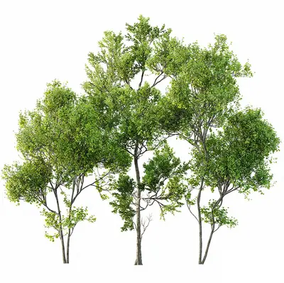 Modern Broadleaf Tree