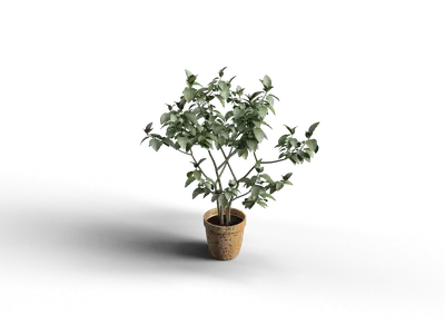 Modern Potted Plant