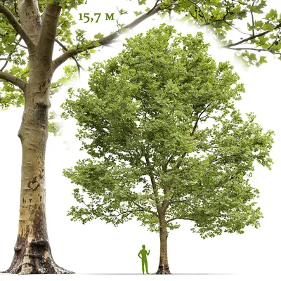 Modern Broadleaf Tree