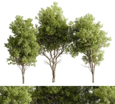 Modern Broadleaf Tree