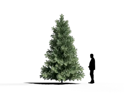 Modern Coniferous Tree