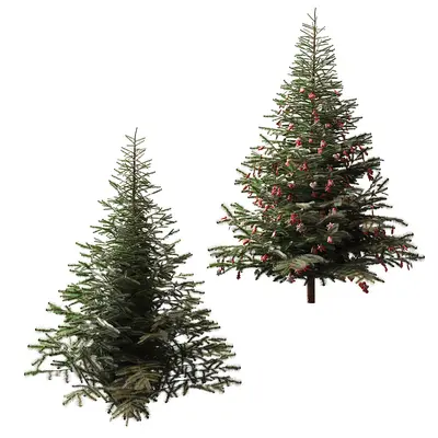 Modern Coniferous Tree