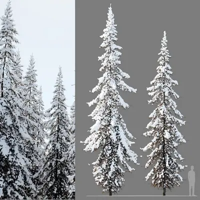 Modern Coniferous Tree